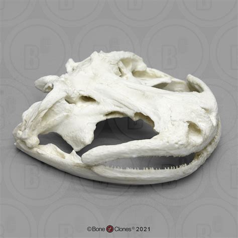 Chinese Giant Salamander Skull - Bone Clones - Osteological Reproductions