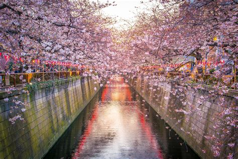 Cherry Blossom At Meguro Canal In Tokyo Japan Stock Photo At