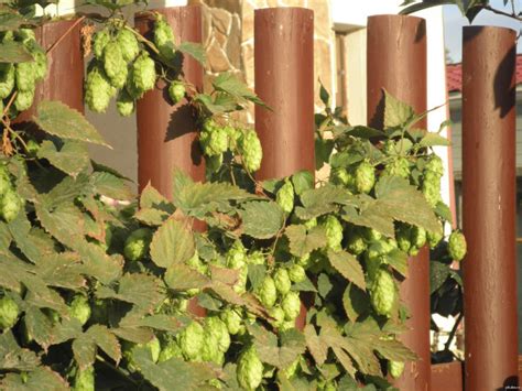 Вьющиеся растения для забора: быстрорастущие, многолетние, зимостойкие