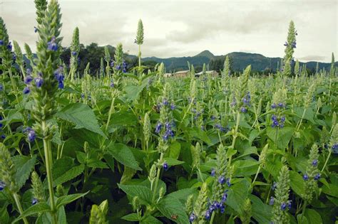 Growing Chia Seed: How to Grow and Harvest Chia The Organic Way ...