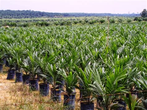 Pembibitan Kelapa Sawit Pre Nursery Toko Online Produk Nasa