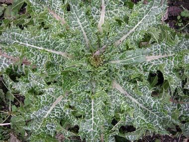 Milk Thistle: Pictures, Flowers, Leaves & Identification | Silybum marianum