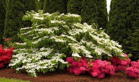 Viburnum Plicatum’Shasta” (Doublefile Viburnum) – One Earth Botanical