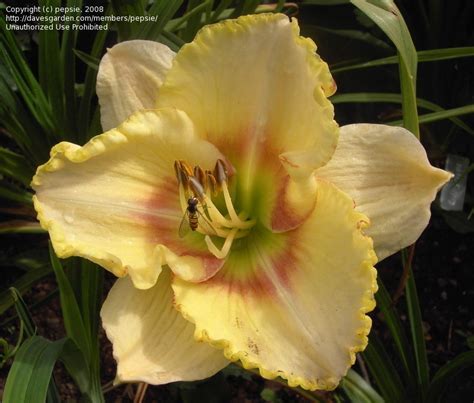 Plantfiles Pictures Daylily Sixth Sense Hemerocallis By Pepsie