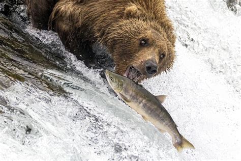 Coastal Brown Bear Fishing in Katmai Stock Image - Image of eating ...