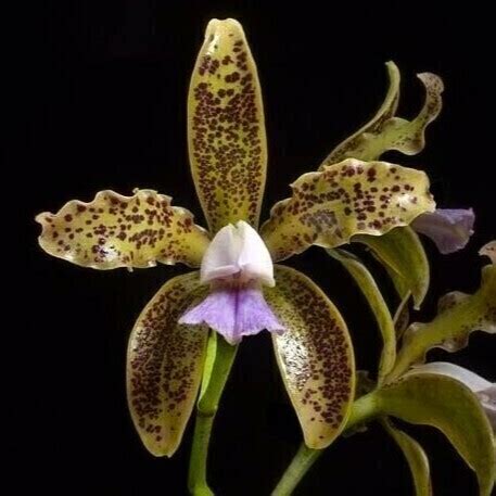 CATTLEYA GUTTATA COERULEA PRÉ ADULTA PEQUENAS AVARIAS