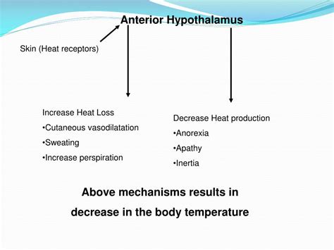 PPT - Hypothalamus PowerPoint Presentation, free download - ID:6901446