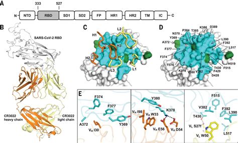 A Highly Conserved Cryptic Epitope In The Receptor Binding Domains Of