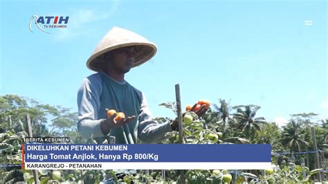 Petani Kebumen Mengeluh Harga Tomat Anjlok Hanya Rp 800 Kg YouTube