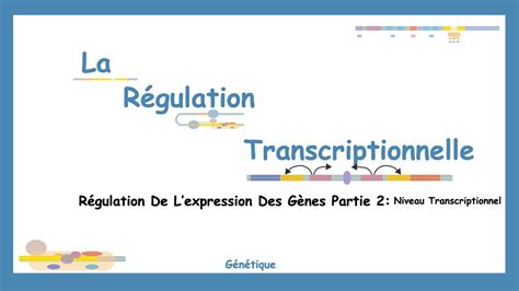 De L ADN À L ARN Comprendre Les Mécanismes De La Régulation