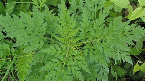 Common Ragweed | NC State Extension Publications