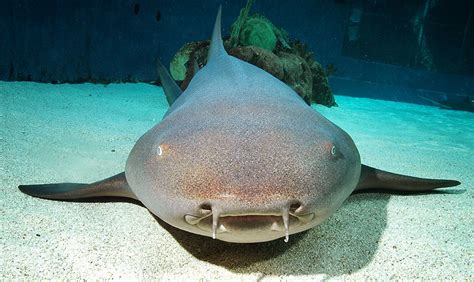 Aquarium of the Pacific | Exhibits | Shark Lagoon