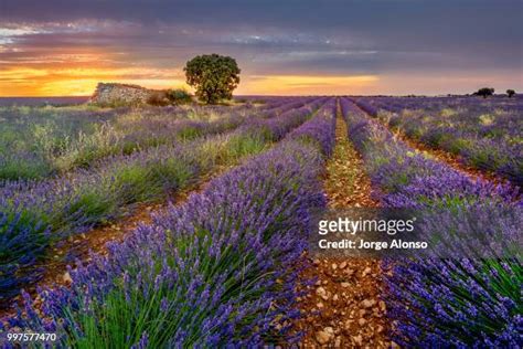 108 Lavanda Landscape Stock Photos High Res Pictures And Images