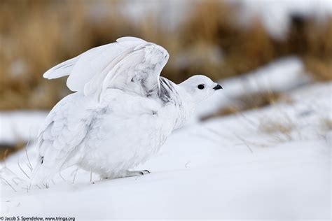 White-tailed Ptarmigan 13