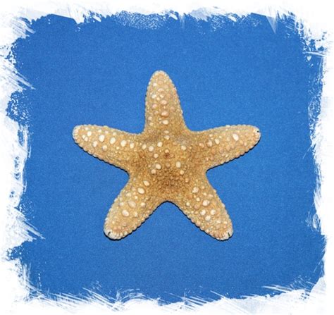 Морские звезды – купить в интернет-магазине по лучшей цене
