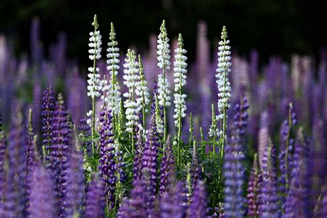 Обои на рабочий стол Голубые и белые люпины, фотограф && Masao ...