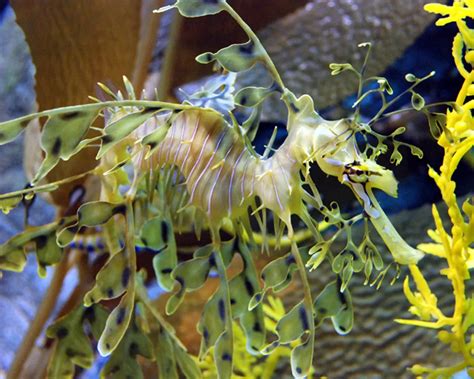 Natural camouflage on a seahorse | Smithsonian Photo Contest ...