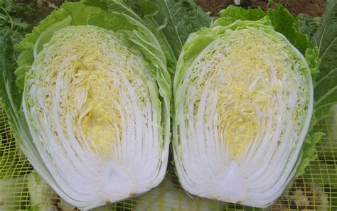 Chinese Cabbage - Nutrition Facts, Benefits, Recipes and Pictures