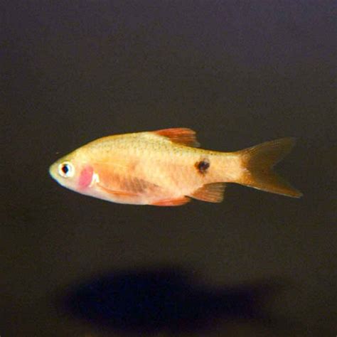 Red Glass Rosy Barb Puntius Conchonius