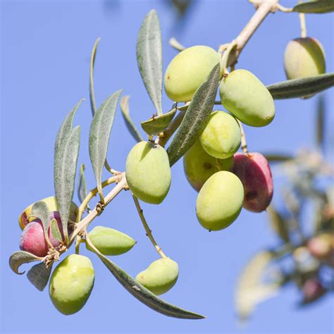 Huile d'olive, épicerie fine, choisir la bonne huile | Schilliger