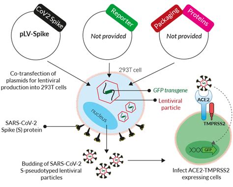 SARS CoV 2 Pseudotyping Plasmid Spike Variants InvivoGen