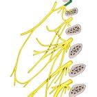 The Optic Tract - Anatomy and Function | Kenhub