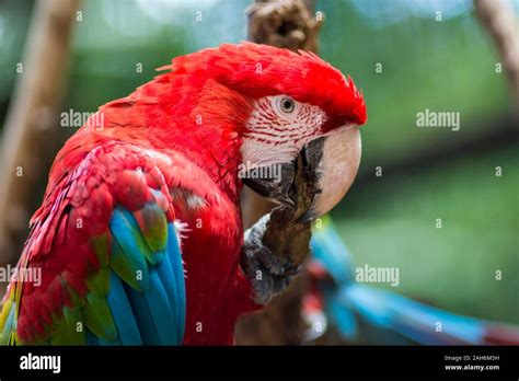 Red And Green Macaw Or Green Winged Macaw Scientific Name Ara