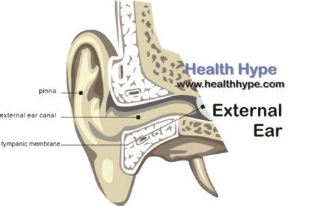 Ear, External