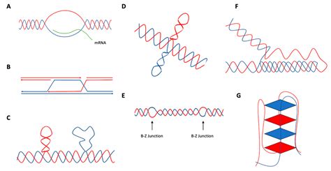 DNA Free Full Text Multi Faceted Roles Of ERCC1 XPF Nuclease In