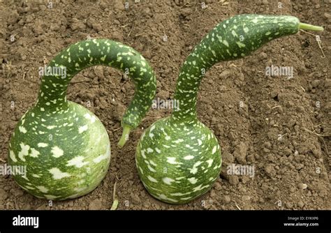 Kuerbisarten hi-res stock photography and images - Alamy