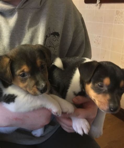 Jack Russell Terrier, Adorable Stunning Jack Russell Pups, Dogs, for