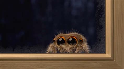 Watch: Lucas the adorable spider is back and this time he is a little ...