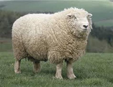 10 Facts About British Wool Fact File