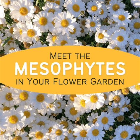 Mesophytes Our Everyday Flower Garden Plants Dengarden