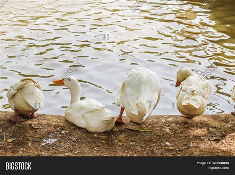 White Pekin Duck Image & Photo (Free Trial) | Bigstock