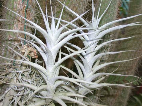 Tropic flore plantes èpiphyte tillandsia et bromeliacées
