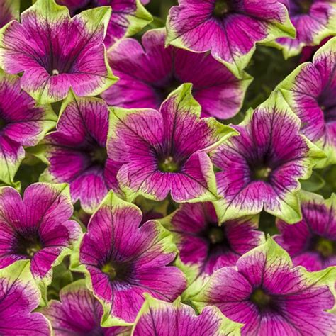 Supertunia Picasso In Purple Petunia Beaver Bark Gift Garden Center