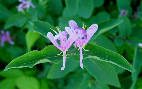 Lonicera Tatarica Tatarian Honeysuckle Go Botany