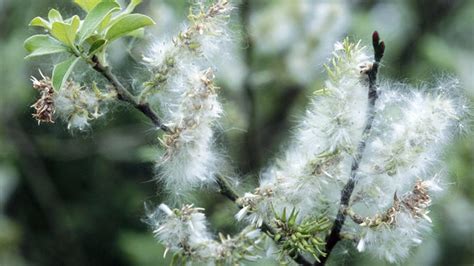 Goat Willow (Salix caprea) - British Trees - Woodland Trust