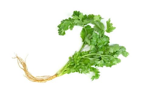 Cilantro Superpowers 16 Incredible Health Benefits