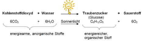 Biologie Kologie Grundbegriffe A Flashcards Quizlet