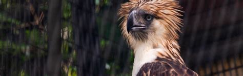 Protecting The Iconic Philippine Eagle