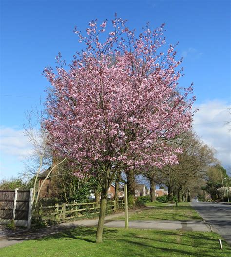 Prunus X Yedoensis Te Mara Yoshino Cherry Leafland Limited Best