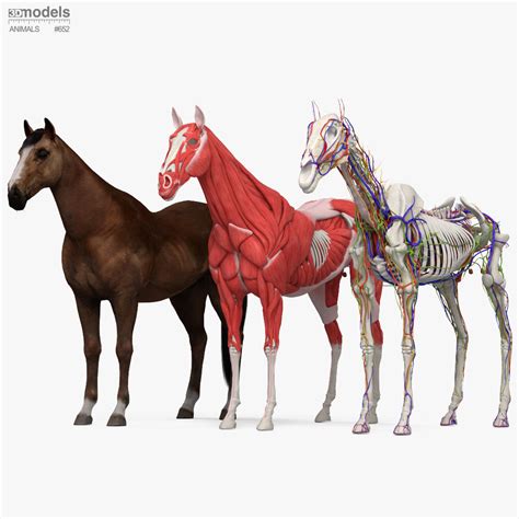 Horse Anatomy 3d Modelle Herunterladen