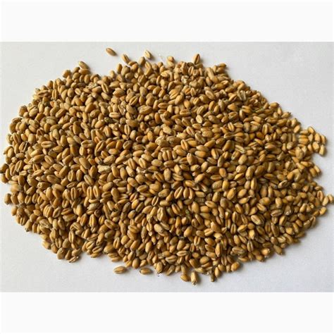 Продам пшениця 4 клас, фураж - купити пшениця 4 клас, фураж — Agro-Ukraine
