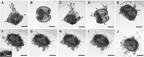 Frontiers Developmental Atlas Of The Indirect Developing Sea Urchin