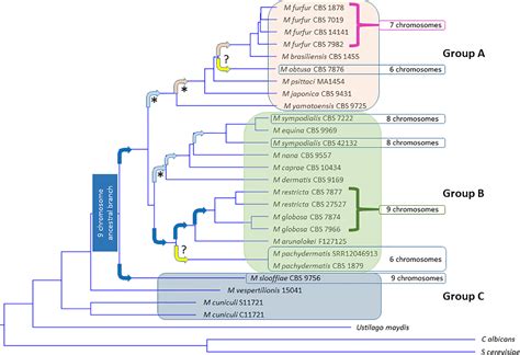 Frontiers Cutaneous Malassezia Commensal Pathogen Or Protector