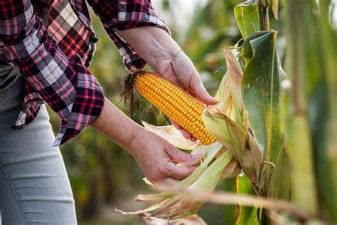 How To Grow Sweetcorn Diy Garden