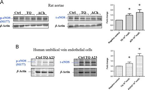 Western Blotting Of Phosphorylated At Serine 1177 P Enos And Total Download Scientific