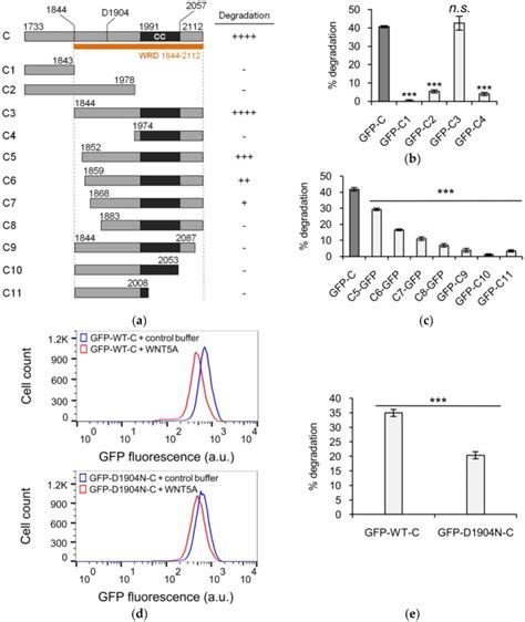 Identification Of A WNT5A Responsive Degradation Domain In The Kinesin